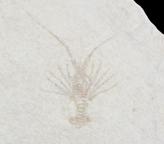 Fossil Lobster (Palinurina) - Solnhofen Limestone, Germany #24720